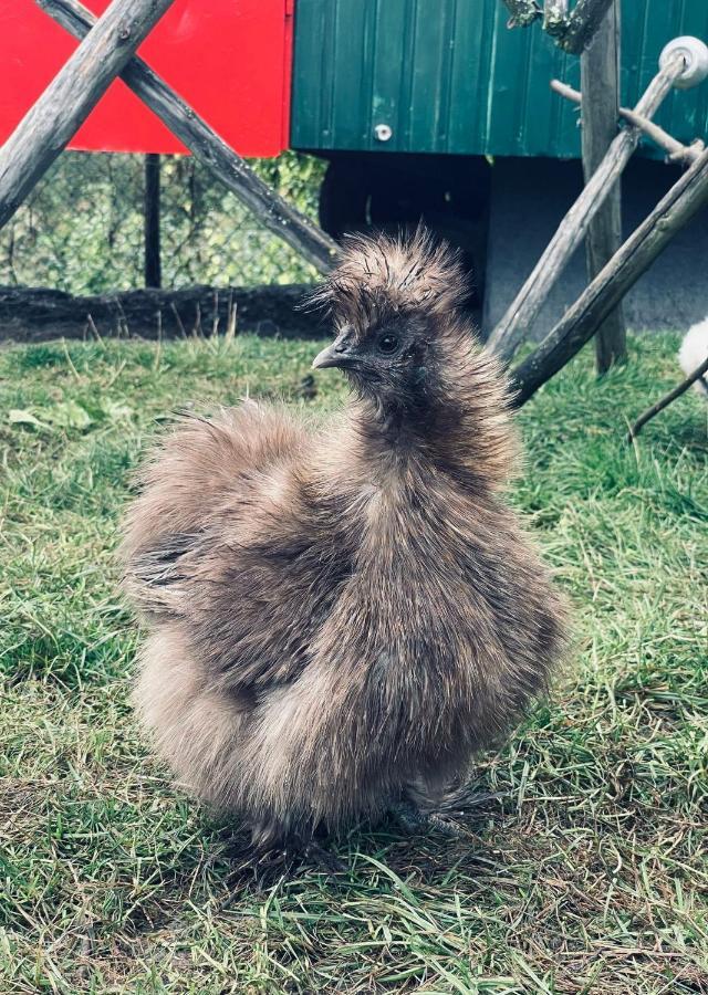Seidenhuhn *